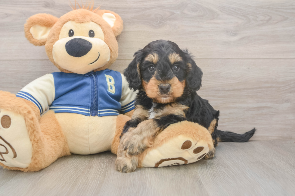 5 week old Mini Bernedoodle Puppy For Sale - Florida Fur Babies
