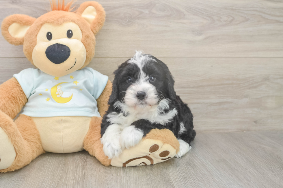 5 week old Mini Bernedoodle Puppy For Sale - Florida Fur Babies