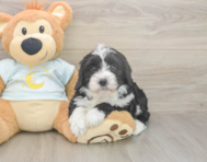 5 week old Mini Bernedoodle Puppy For Sale - Florida Fur Babies 5 week old Mini Bernedoodle Puppy For Sale - Florida Fur Babies