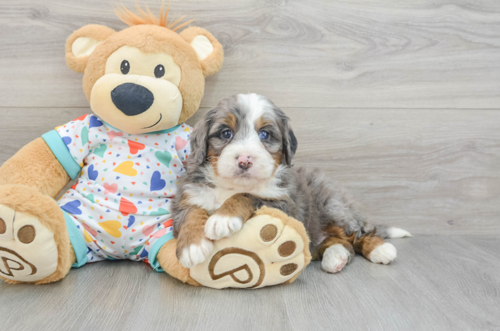 6 week old Mini Bernedoodle Puppy For Sale - Florida Fur Babies