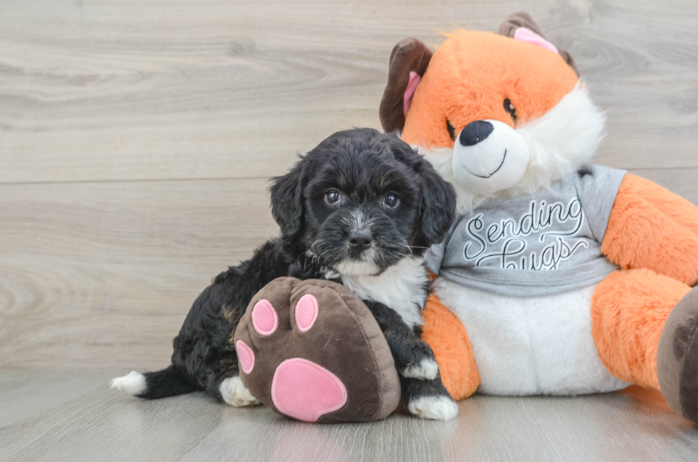 6 week old Mini Bernedoodle Puppy For Sale - Florida Fur Babies