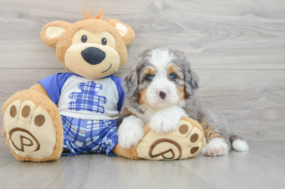 5 week old Mini Bernedoodle Puppy For Sale - Florida Fur Babies