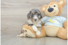 Mini Bernedoodle Pup Being Cute