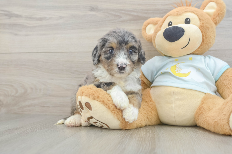Mini Bernedoodle Pup Being Cute