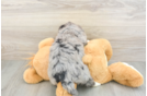 Energetic Bernadoodle Poodle Mix Puppy