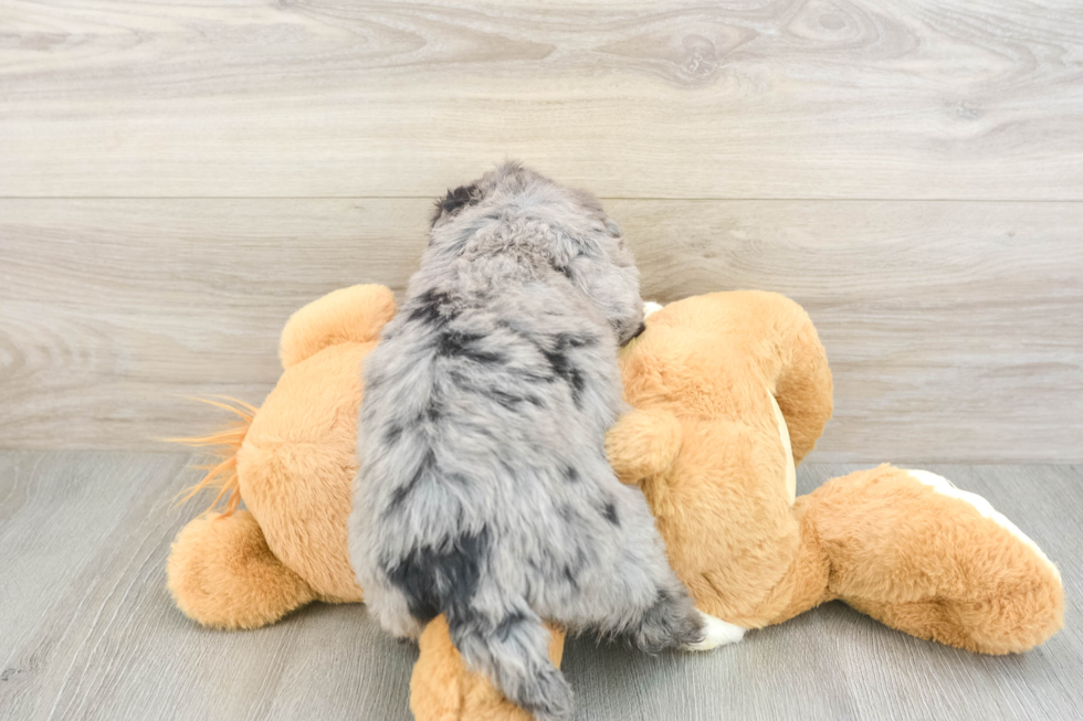 Energetic Bernadoodle Poodle Mix Puppy