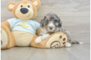 Cute Mini Bernedoodle Baby