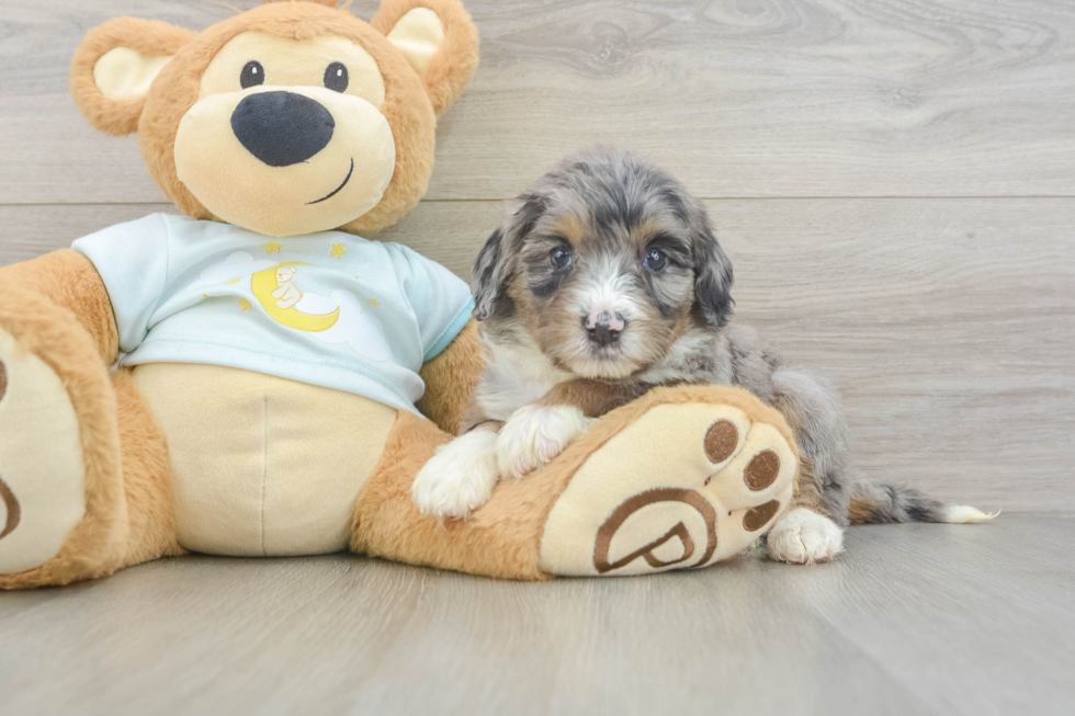 Cute Mini Bernedoodle Baby