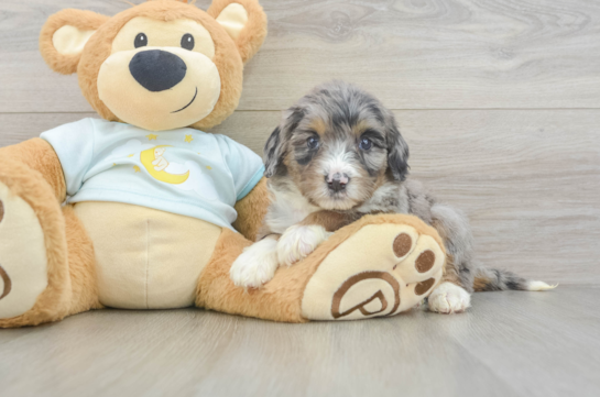 Cute Mini Bernedoodle Baby