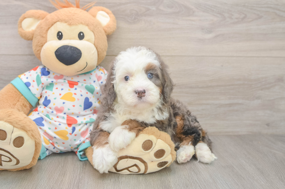 5 week old Mini Bernedoodle Puppy For Sale - Florida Fur Babies