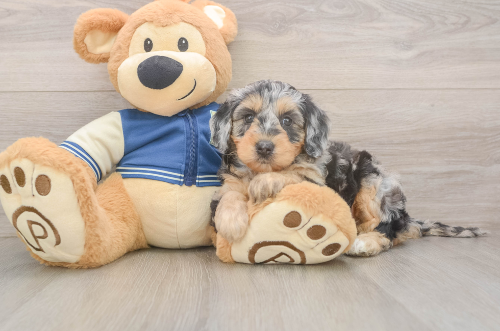 5 week old Mini Bernedoodle Puppy For Sale - Florida Fur Babies