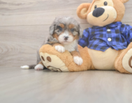 5 week old Mini Bernedoodle Puppy For Sale - Florida Fur Babies