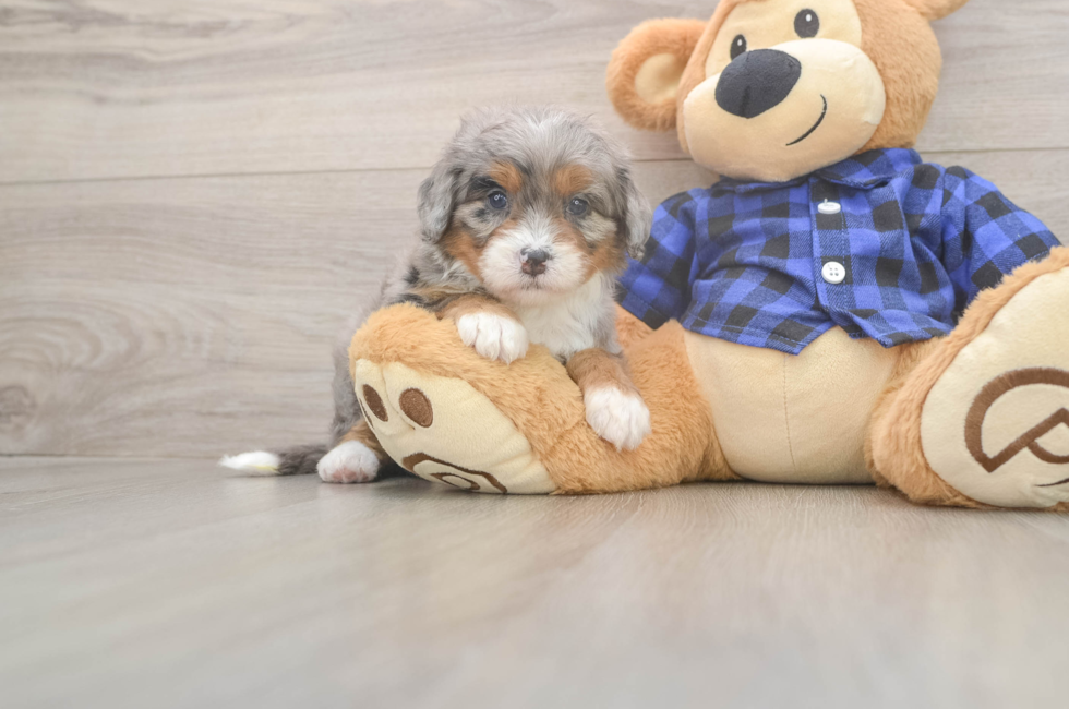5 week old Mini Bernedoodle Puppy For Sale - Florida Fur Babies