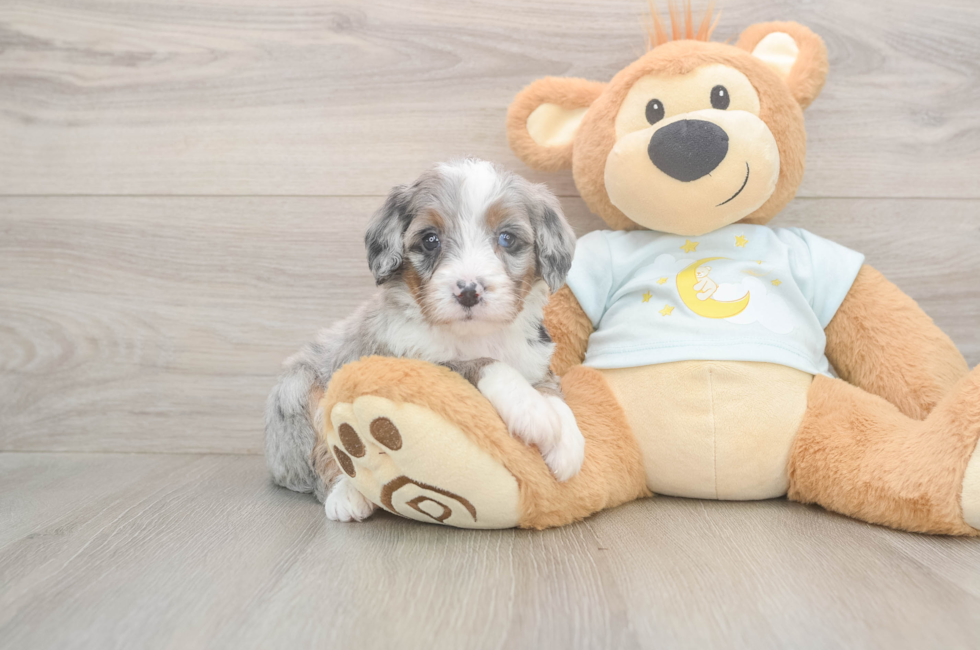 5 week old Mini Bernedoodle Puppy For Sale - Florida Fur Babies