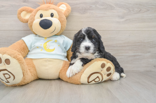 Popular Mini Bernedoodle Poodle Mix Pup