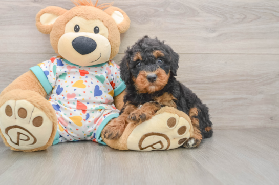 Funny Mini Bernedoodle Poodle Mix Pup