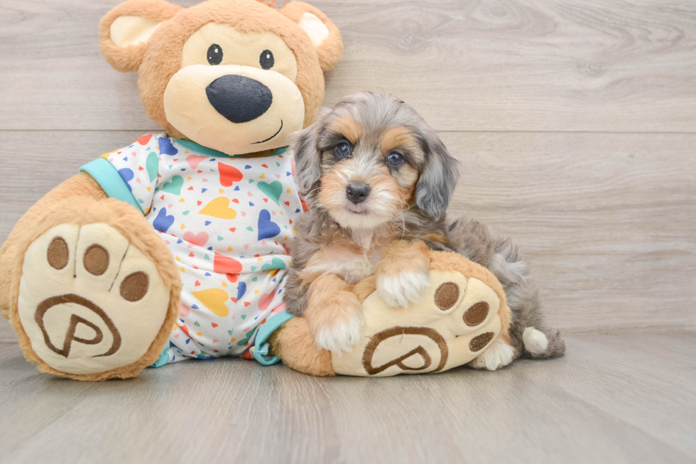 Hypoallergenic Bernese Doodle Poodle Mix Puppy