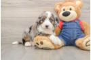 Mini Bernedoodle Pup Being Cute