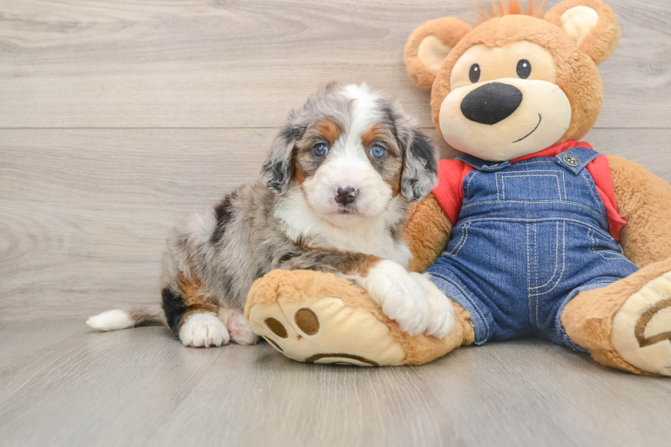 Mini Bernedoodle Pup Being Cute