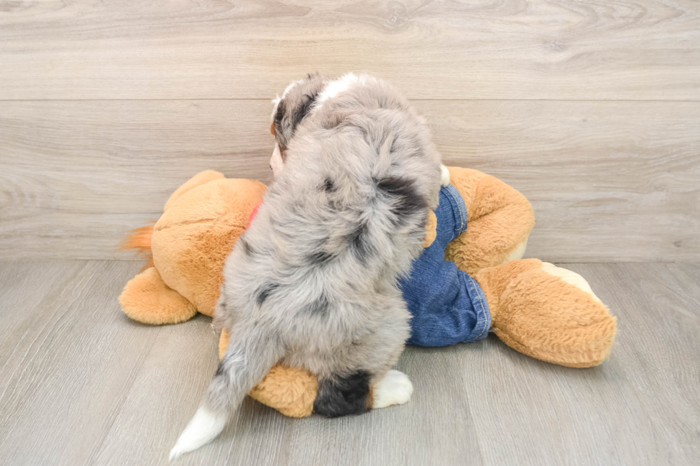 Sweet Mini Bernedoodle Baby