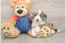 Fluffy Mini Bernedoodle Poodle Mix Pup