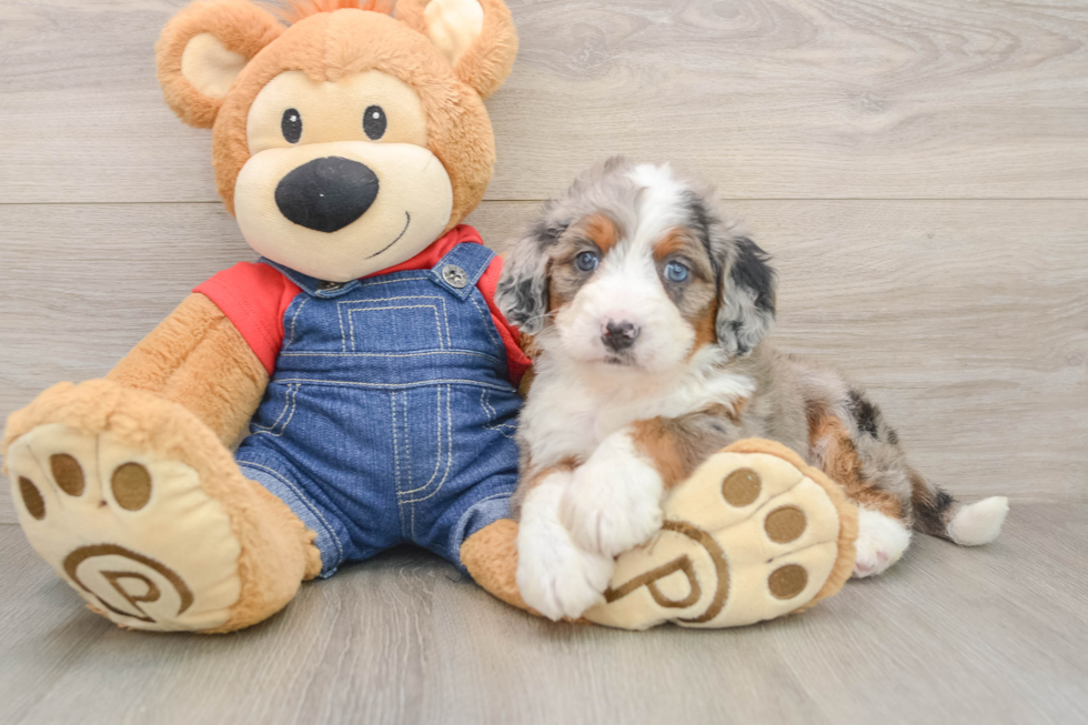 Fluffy Mini Bernedoodle Poodle Mix Pup