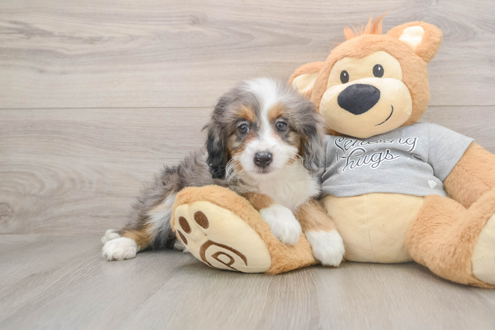 Best Mini Bernedoodle Baby