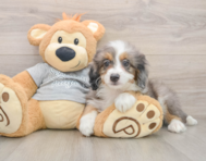 8 week old Mini Bernedoodle Puppy For Sale - Florida Fur Babies