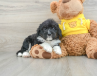 8 week old Mini Bernedoodle Puppy For Sale - Florida Fur Babies