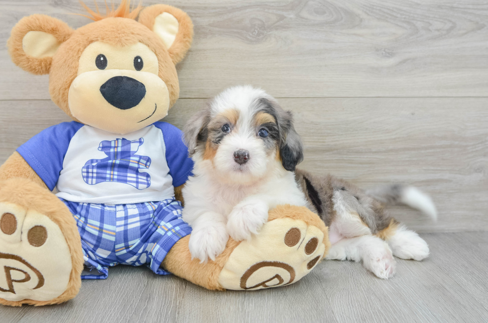 5 week old Mini Bernedoodle Puppy For Sale - Florida Fur Babies