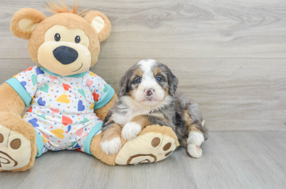 6 week old Mini Bernedoodle Puppy For Sale - Florida Fur Babies