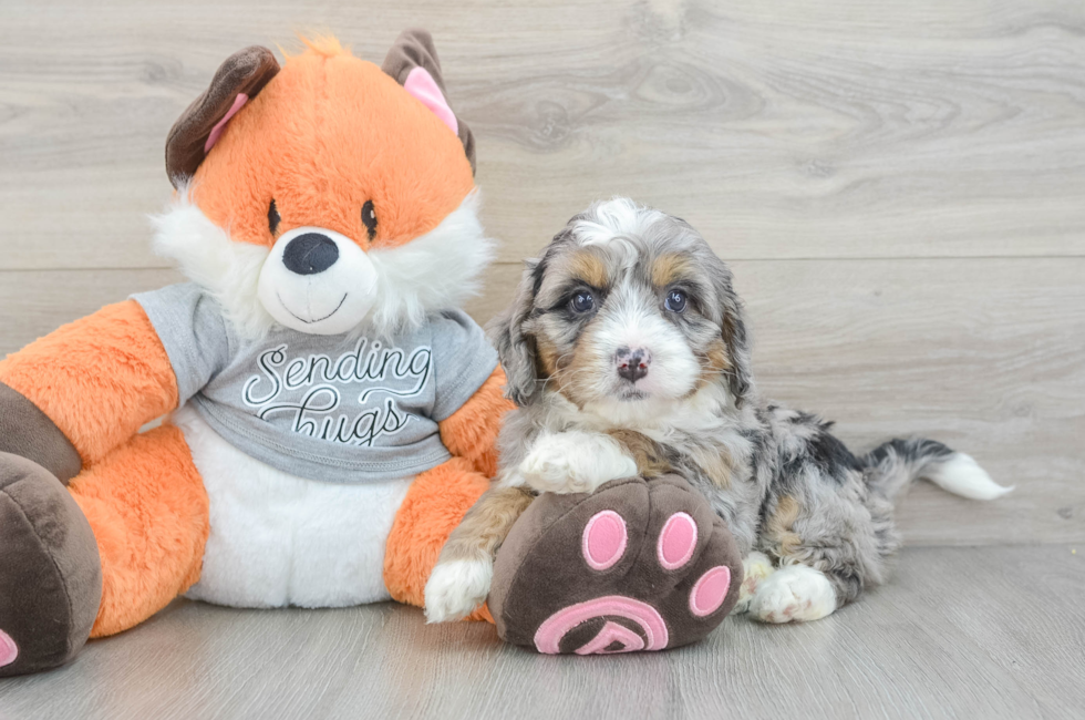 6 week old Mini Bernedoodle Puppy For Sale - Florida Fur Babies