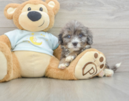 8 week old Mini Bernedoodle Puppy For Sale - Florida Fur Babies