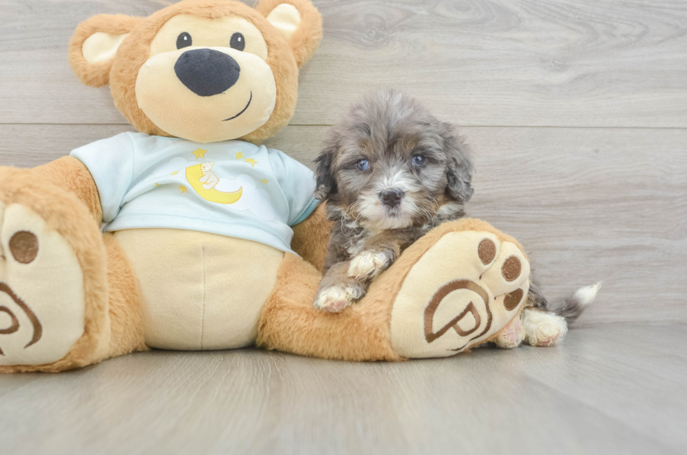 8 week old Mini Bernedoodle Puppy For Sale - Florida Fur Babies
