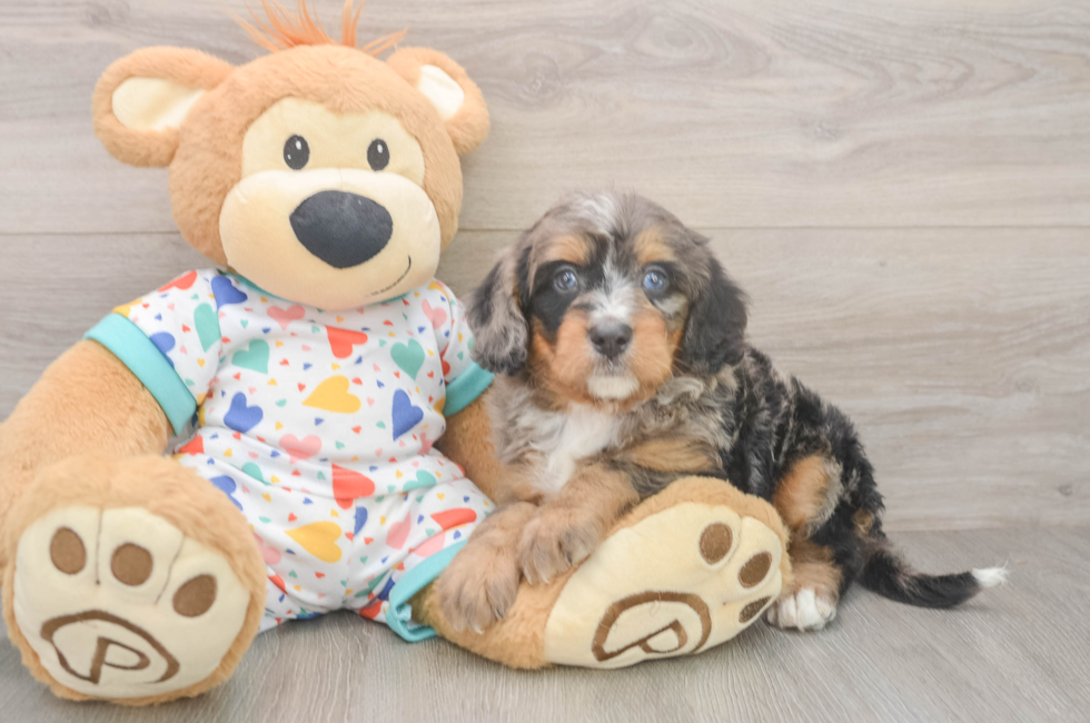 5 week old Mini Bernedoodle Puppy For Sale - Florida Fur Babies
