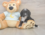 6 week old Mini Bernedoodle Puppy For Sale - Florida Fur Babies