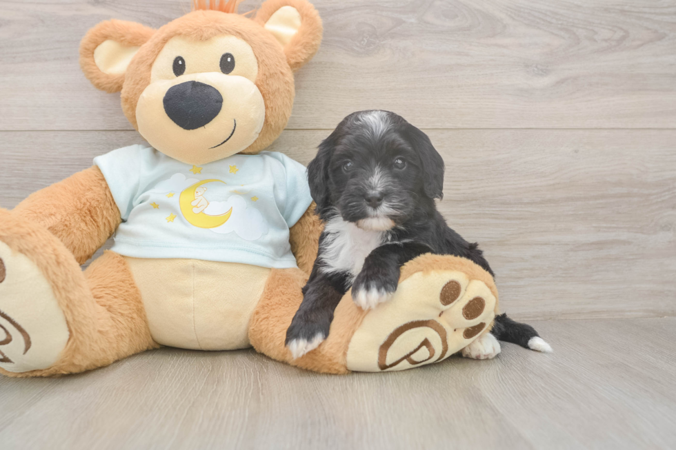 Mini Bernedoodle Puppy for Adoption