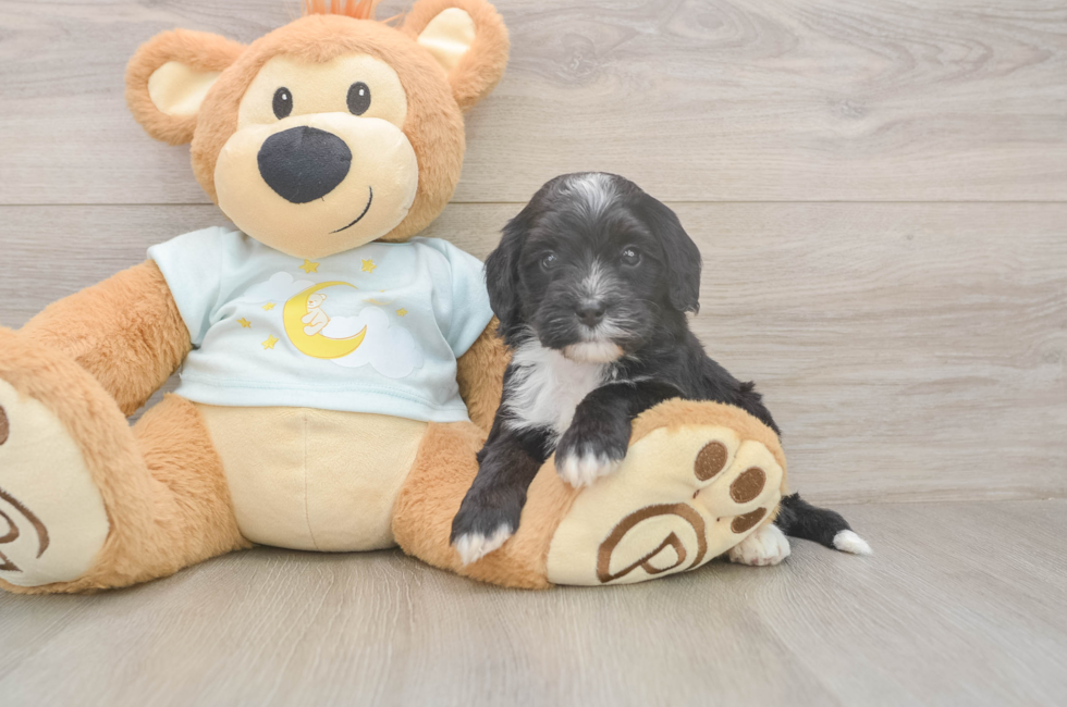 5 week old Mini Bernedoodle Puppy For Sale - Florida Fur Babies