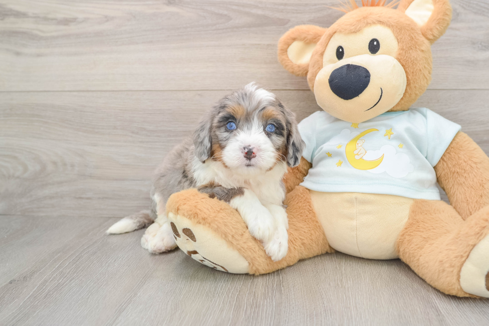 Best Mini Bernedoodle Baby