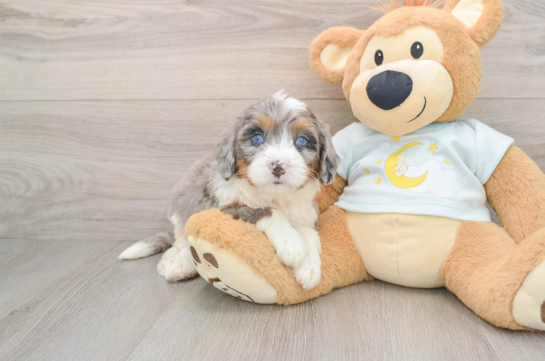 Best Mini Bernedoodle Baby