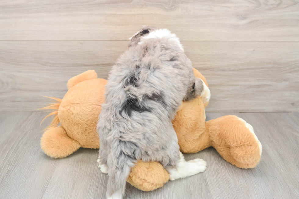 Mini Bernedoodle Pup Being Cute