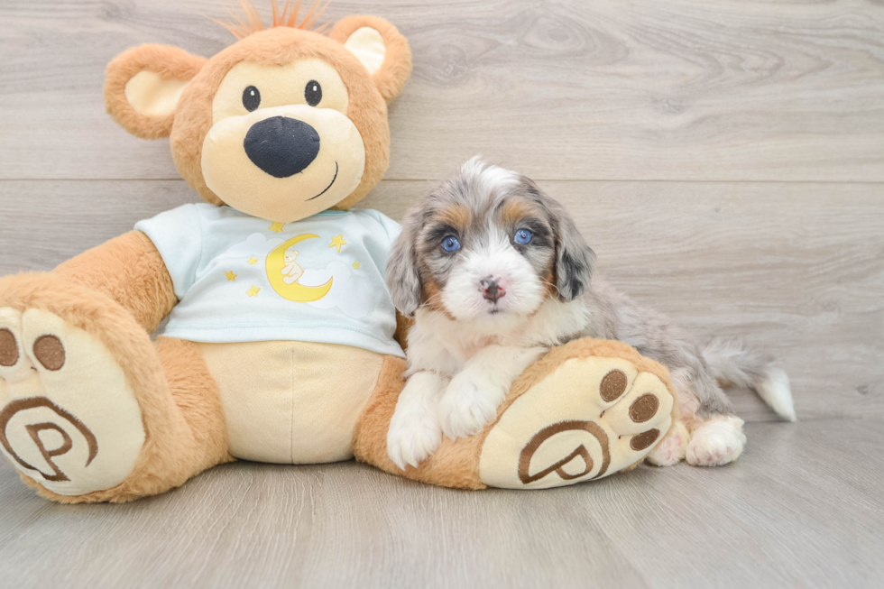 Best Mini Bernedoodle Baby