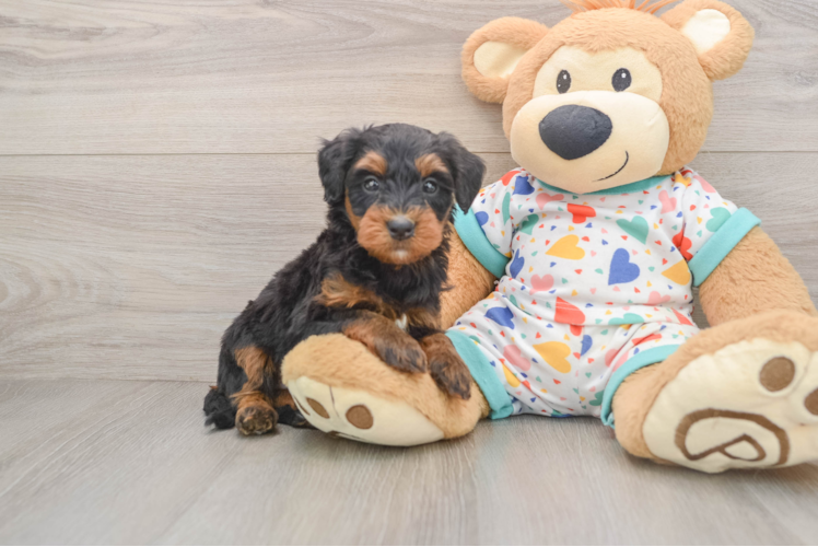 Adorable Mini Bernesedoodle Poodle Mix Puppy