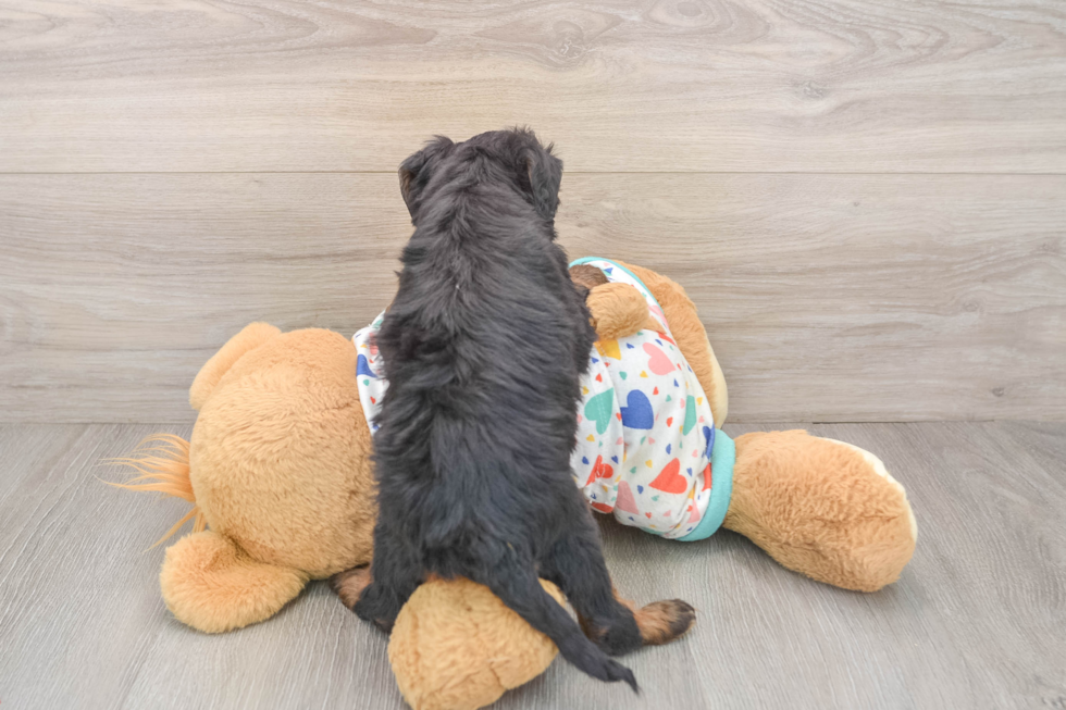 Best Mini Bernedoodle Baby