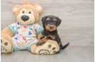 Smart Mini Bernedoodle Poodle Mix Pup