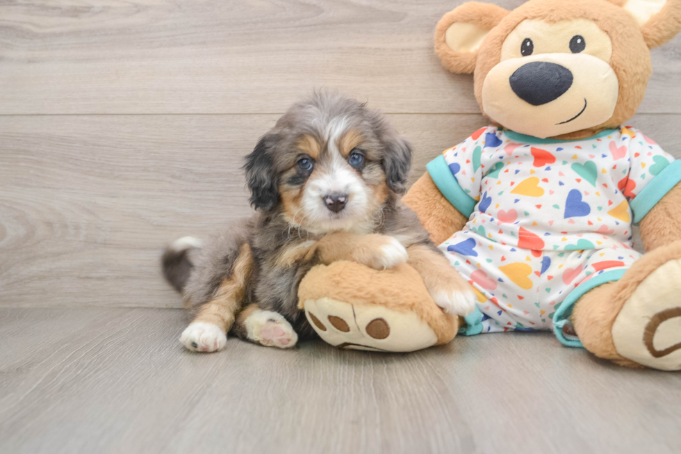 Mini Bernedoodle Puppy for Adoption
