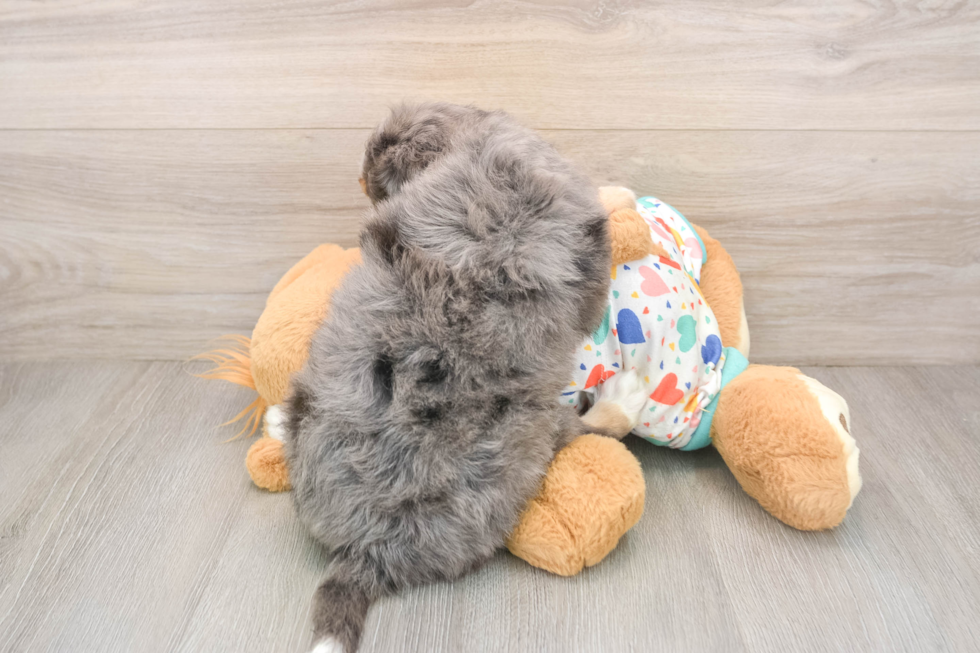 Funny Mini Bernedoodle Poodle Mix Pup