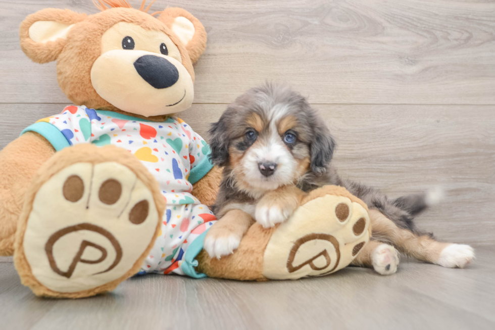 Little Mini Bernese Poodle Poodle Mix Puppy