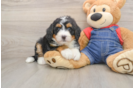 Cute Mini Bernedoodle Baby