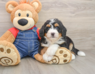 7 week old Mini Bernedoodle Puppy For Sale - Florida Fur Babies